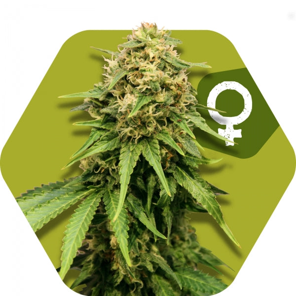 a picture of a marijuana plant with the word q on it