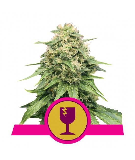 a cannabis plant with a pink ribbon around it
