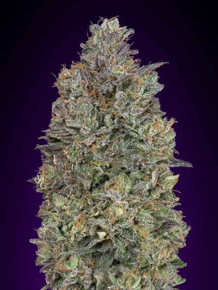 a large white marijuana plant on a purple background