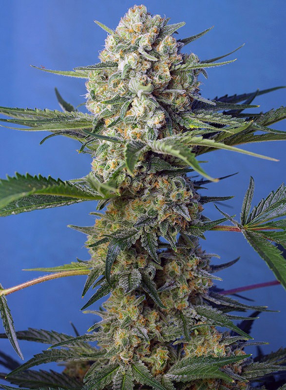 a close up of a plant on a blue background