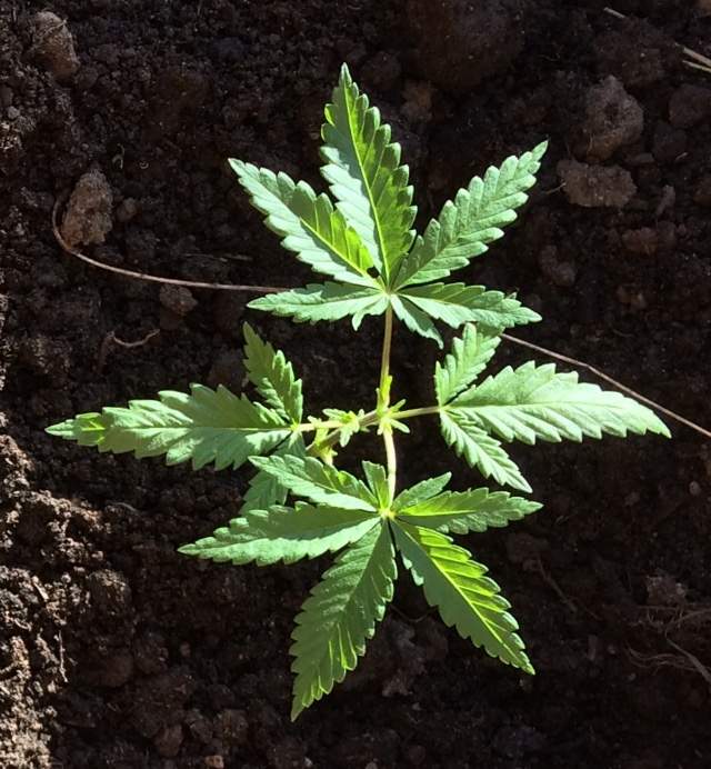 a close up of a plant growing in dirt