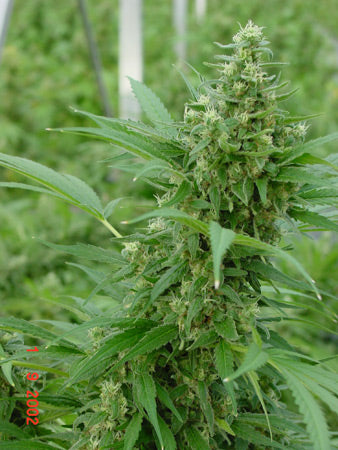 a marijuana plant is growing in a field