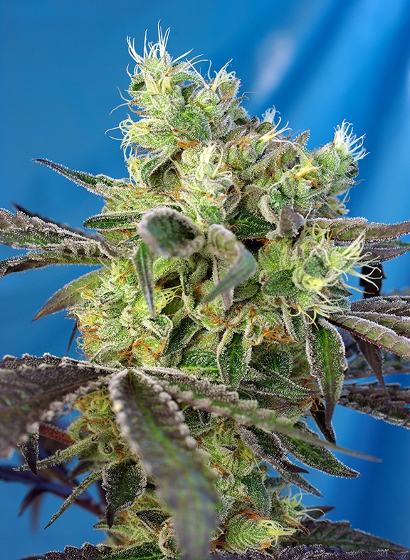 a close up of a plant on a blue background