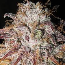 Ultra Genetics Titty Twister Female Cannabis Seeds (draft)