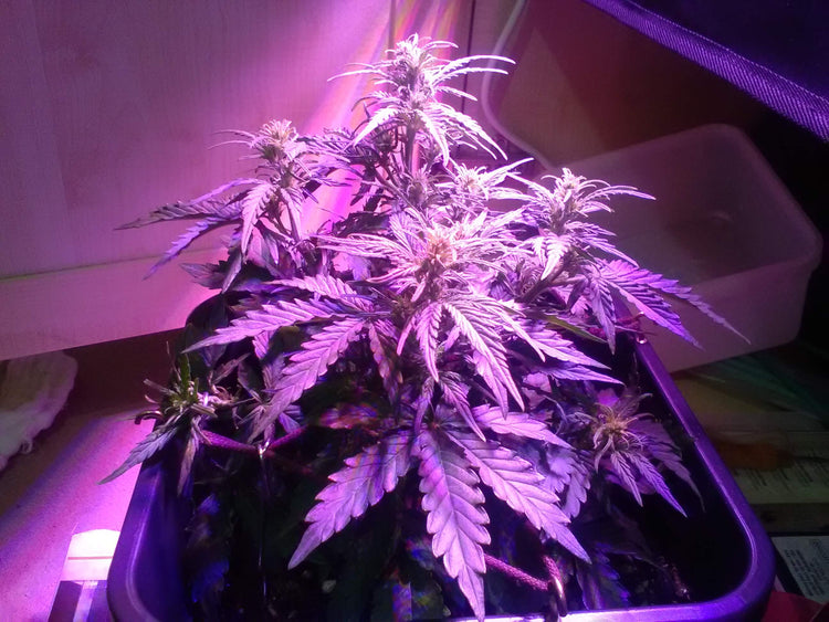 a potted plant with purple lights in a room