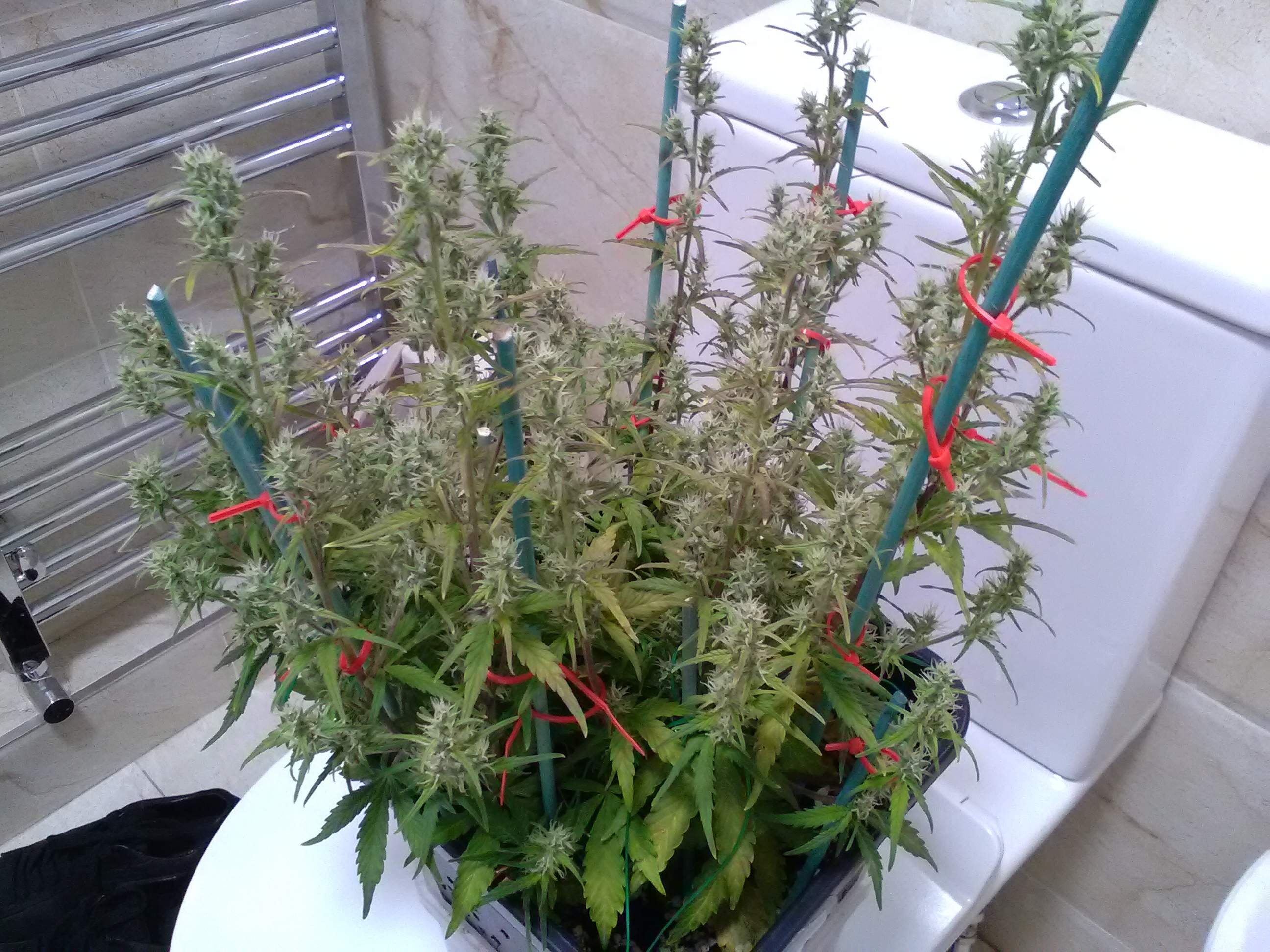 a potted plant sitting on top of a toilet seat