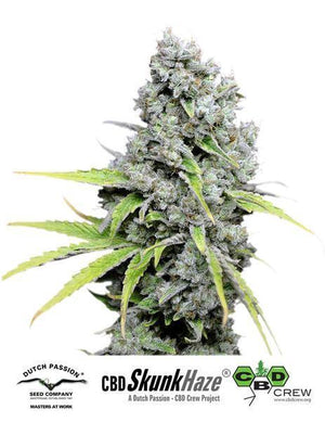 a marijuana plant with a white background