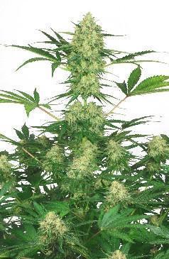 a large green plant with lots of leaves