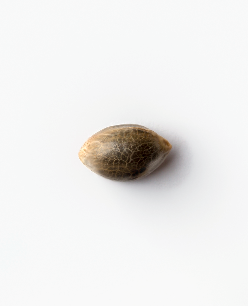 a close up of a seed on a white surface