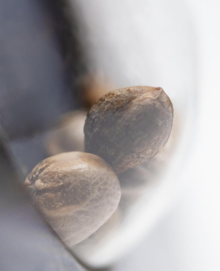 a close up of nuts in a bowl