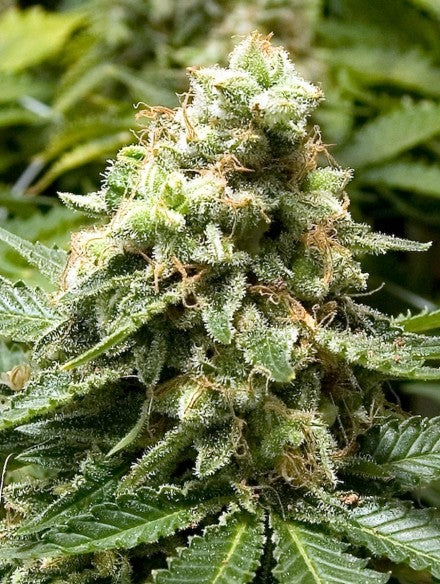 a close up of a marijuana plant in a field