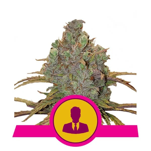 a picture of a marijuana plant with a pink ribbon around it