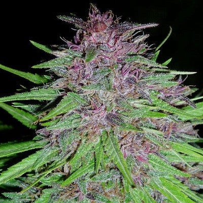 a close up of a plant on a black background