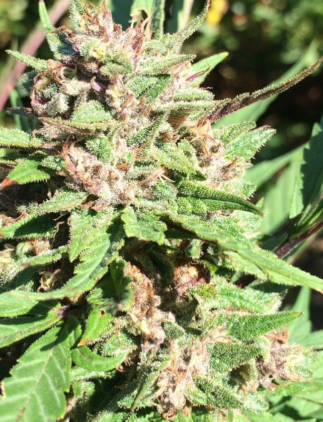 a close up of a plant in a field