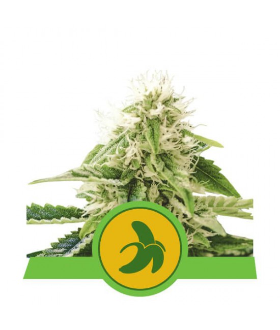 a white marijuana plant with a green circle around it