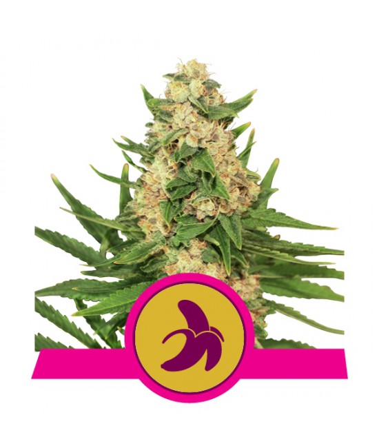 a cannabis plant with a pink ribbon around it