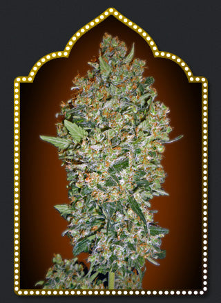 a picture of a marijuana plant in a marquee