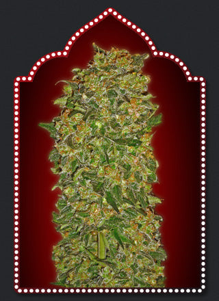 a picture of a marijuana plant in front of a red background