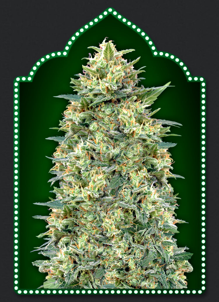 a marijuana plant with a green background