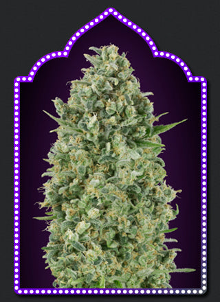 a marijuana plant with a purple background