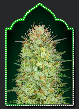 a marijuana plant with a green light in the background