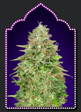 a picture of a marijuana plant on a purple background