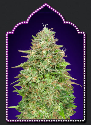 a picture of a marijuana plant on a purple background