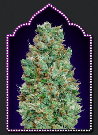 a picture of a marijuana plant in front of a purple background