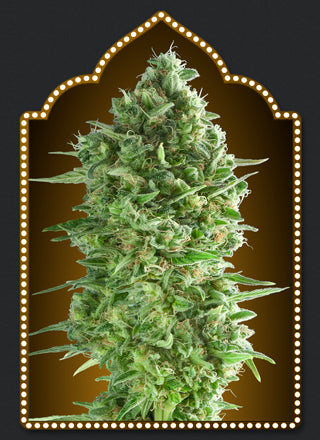 a picture of a marijuana plant in a marquee