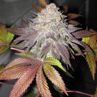 The Cali Connection Bellini - The Gold Line - Female Cannabis Seeds