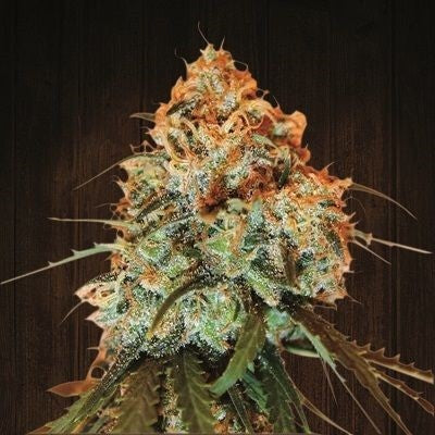 a close up of a plant on a table