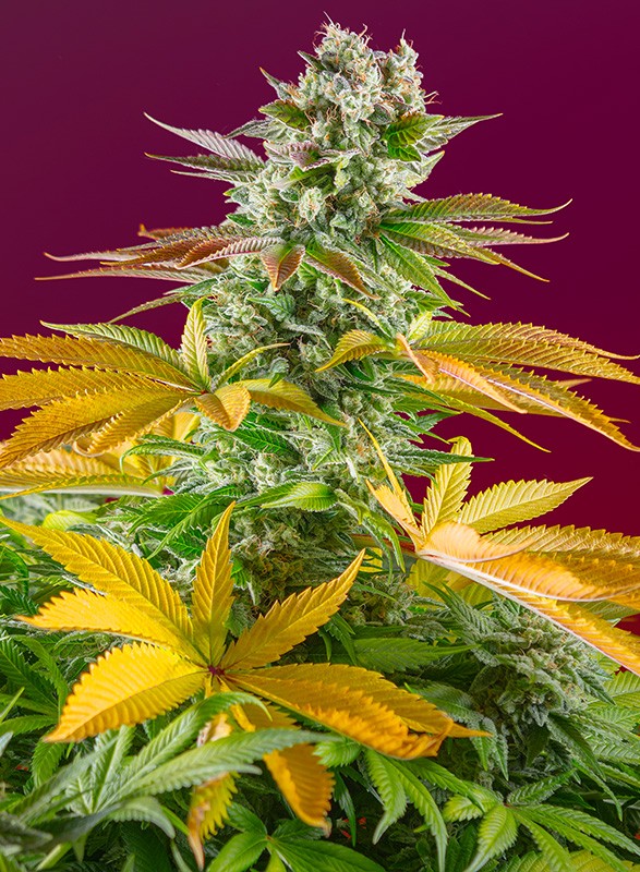a close up of a plant with yellow leaves
