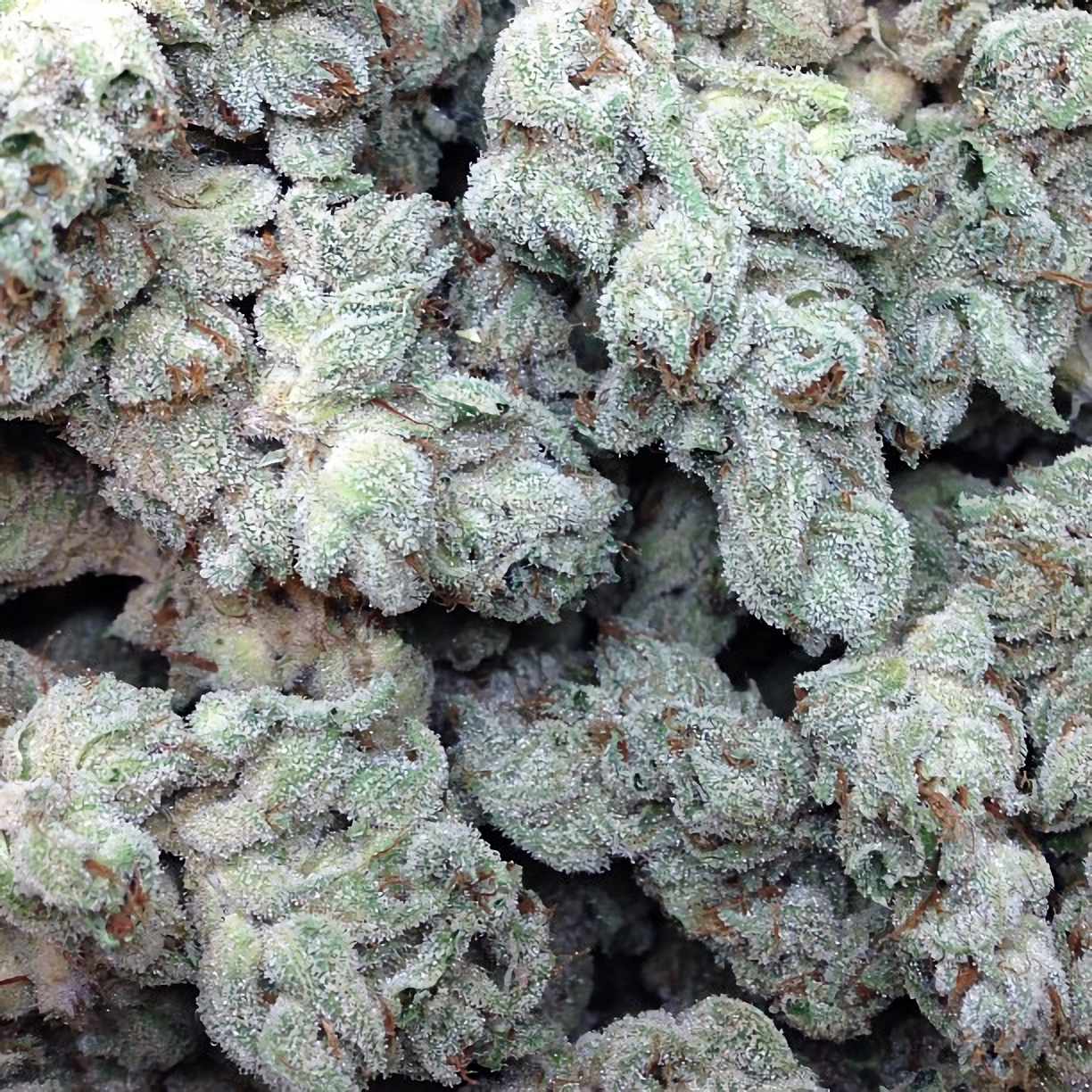 a close up of a bunch of weed
