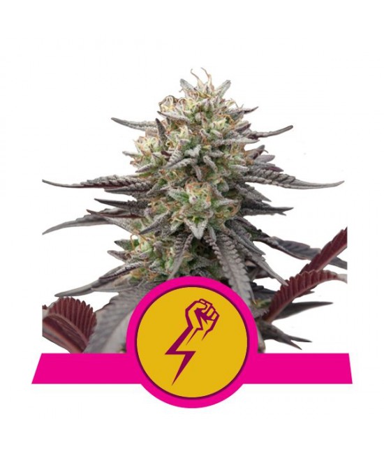 a white marijuana plant with a pink ribbon around it