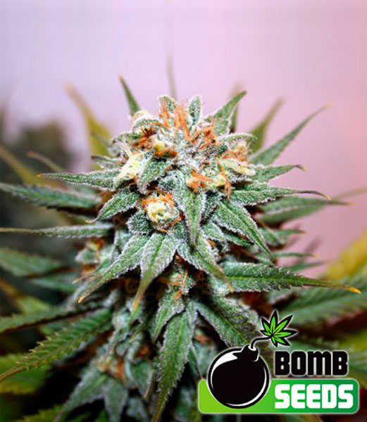a close up of a marijuana plant with a bomb seeds sticker