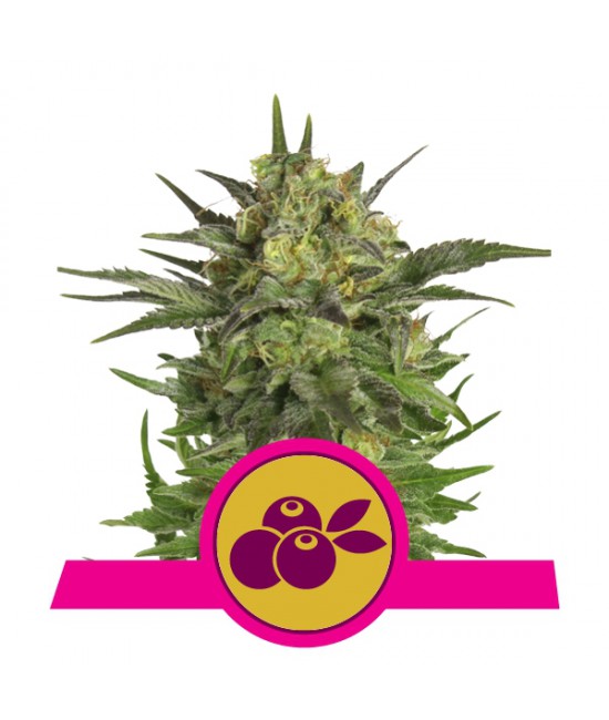 a cannabis plant with a pink ribbon around it