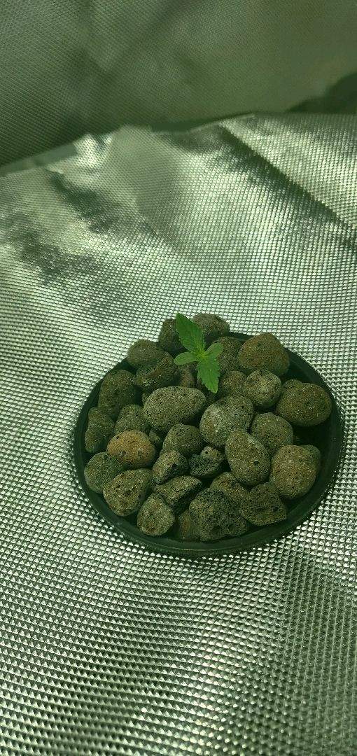 a bowl of rocks with a leaf on top