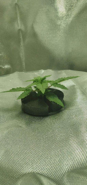 a small potted plant sitting on top of a white cloth