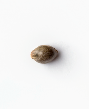 a seed is shown on a white surface