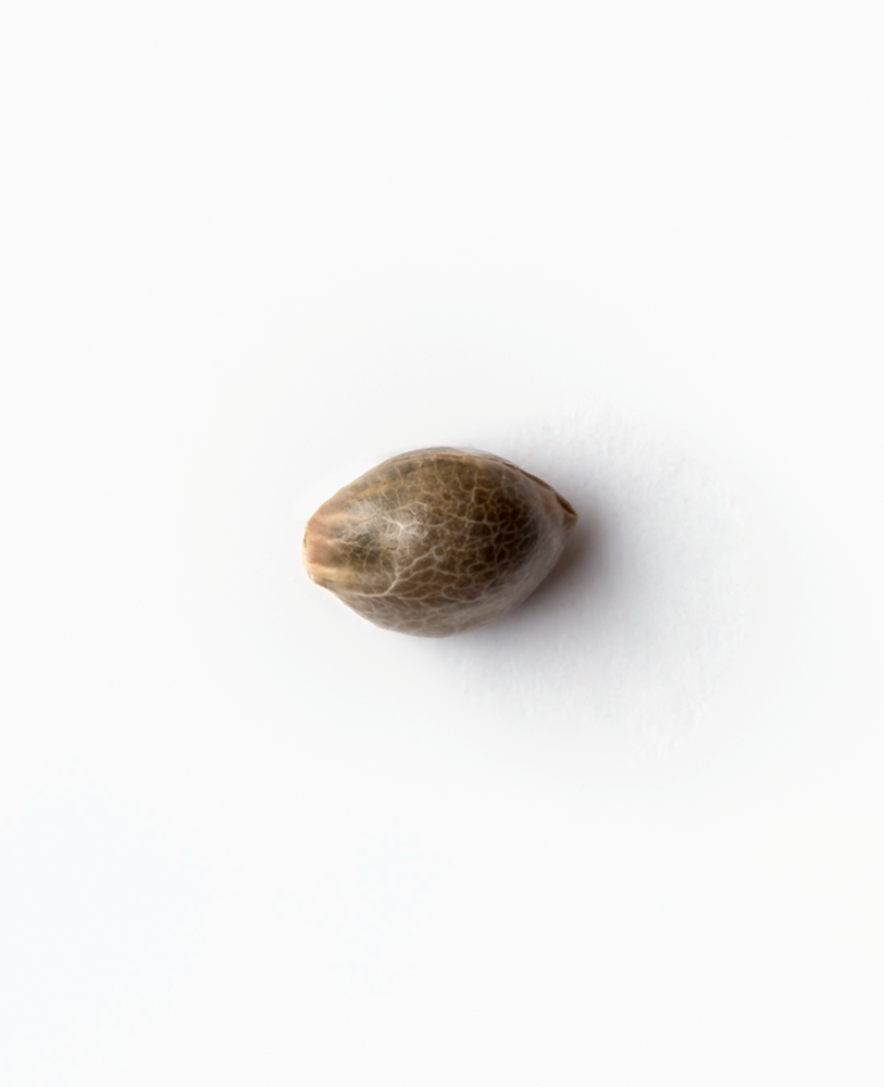 a seed is shown on a white surface