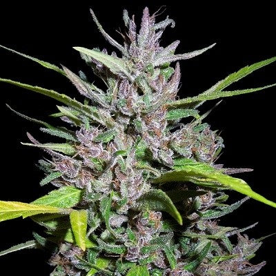 a close up of a plant on a black background