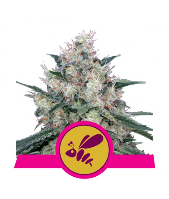 a white marijuana plant on a pink and yellow label