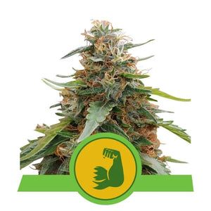 a marijuana plant with a green and yellow label