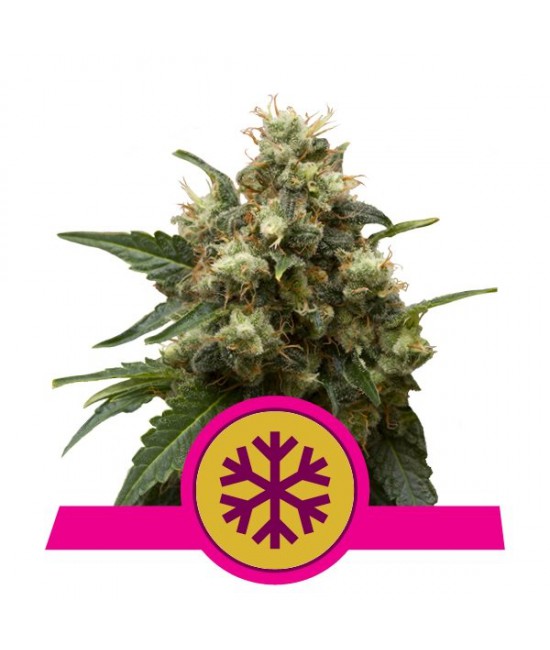 a pink and yellow label with a snowflake on it