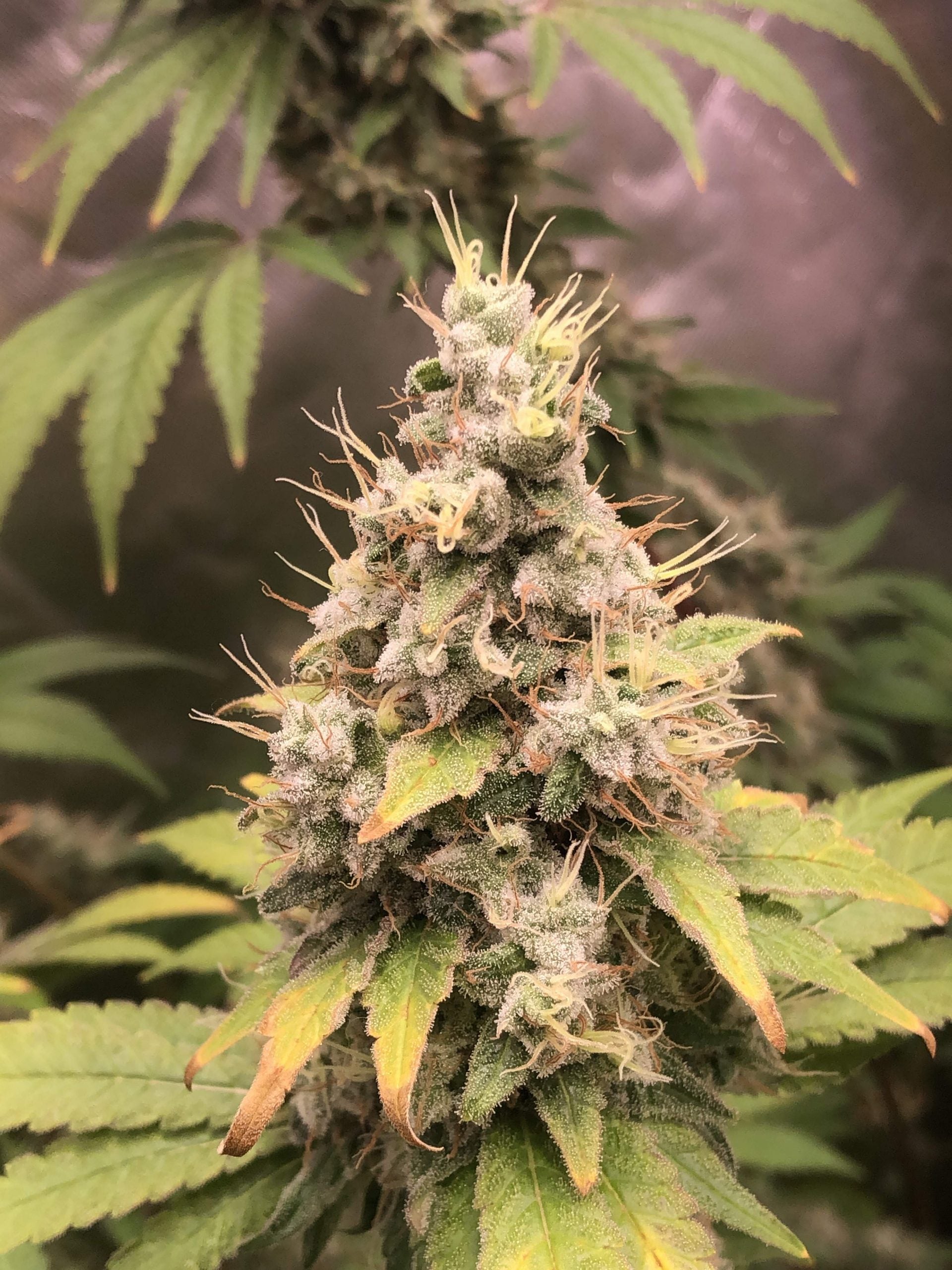 The Cali Connection Passion Berry - The Gold Line - Female Cannabis Seeds