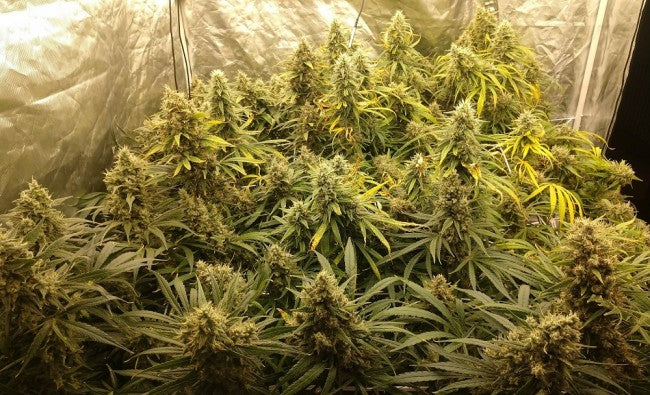 a large group of marijuana plants in a room