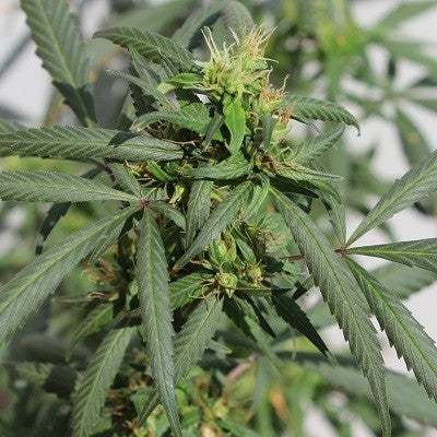 a close up of a marijuana plant with green leaves