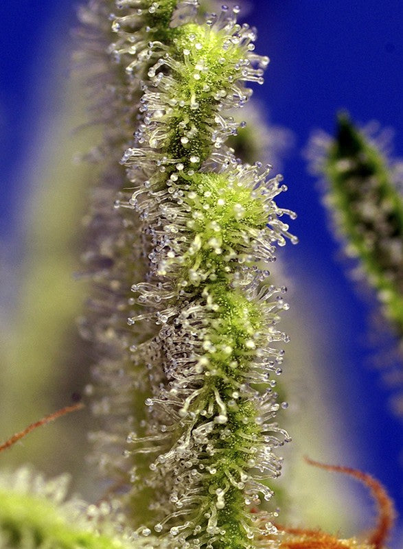 a close up of a plant with very tiny flowers