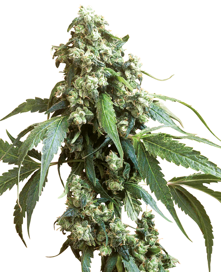 a close up of a marijuana plant on a black background