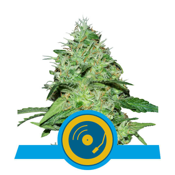 a cannabis plant with a blue and yellow label